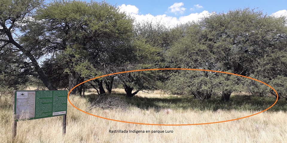 Ratrillada_Parque_Luro_2.jpg