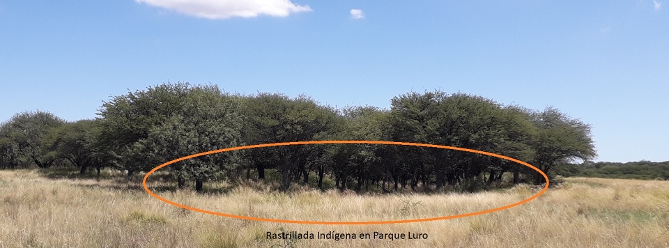 Ratrillada_Parque_Luro_3.jpg